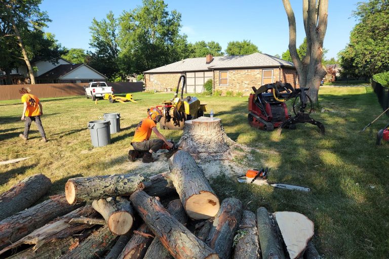 Workers removing trees