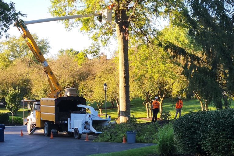 Workers removing trees
